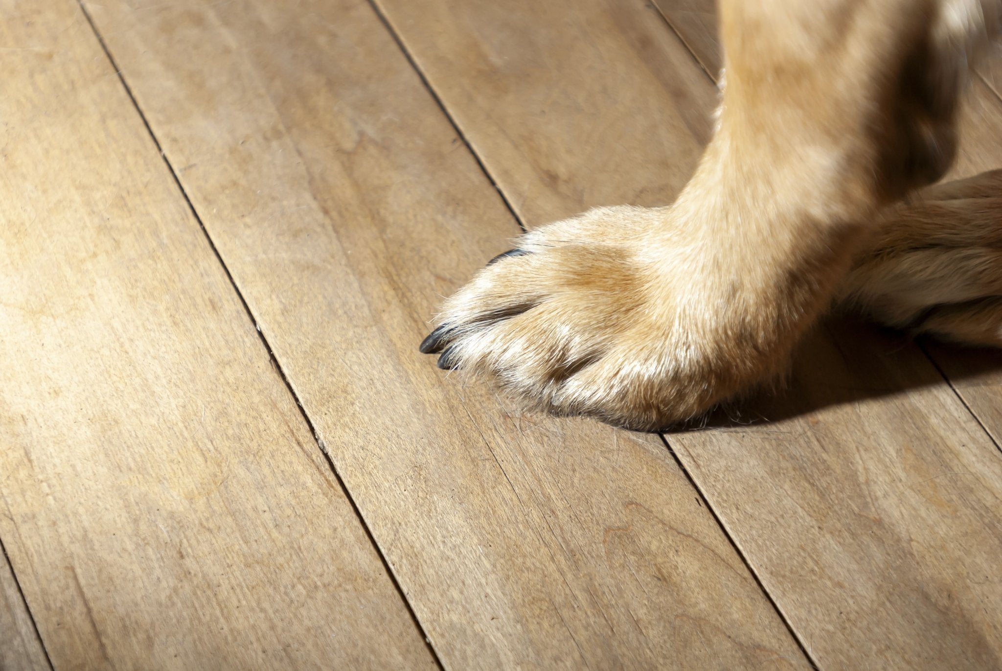 4 Common Myths about Wooden Floors - Wiltshire Wood Flooring Supplies