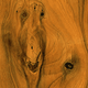 Morrells Light Fast Wood Stain - Wiltshire Wood Flooring Supplies